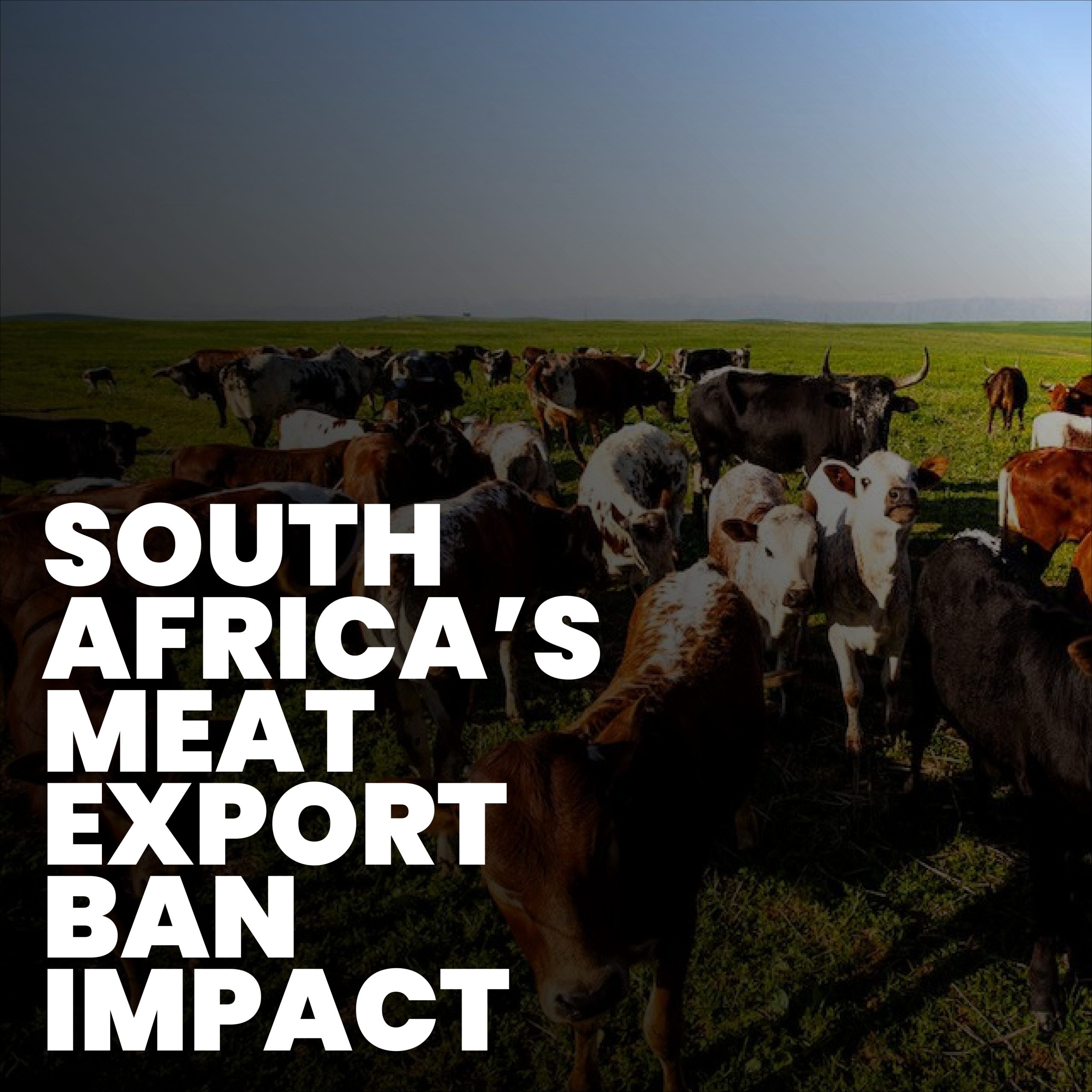 Interdiction d'exportation de viande : 7 points clés sur la crise de la viande rouge en Afrique du Sud