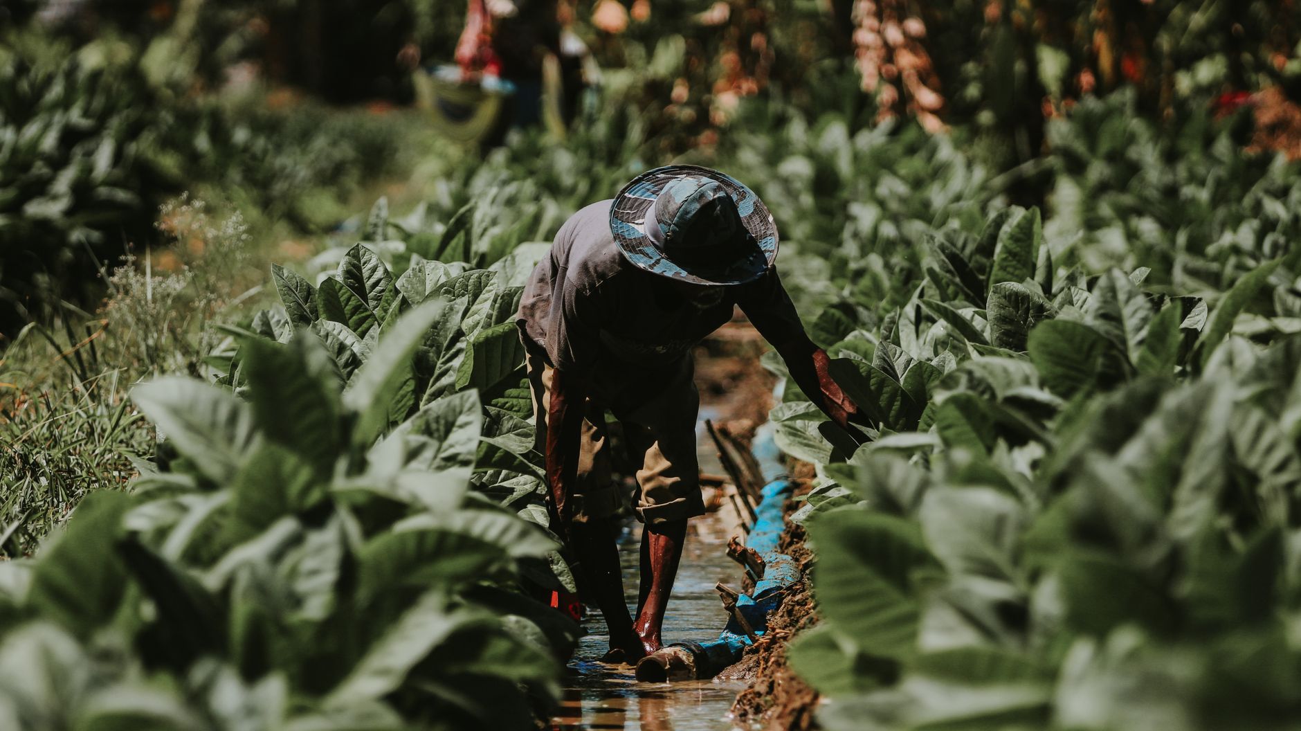 cooperatives Mauritius: 5 Powerful Steps to Boost Inclusive Growth
