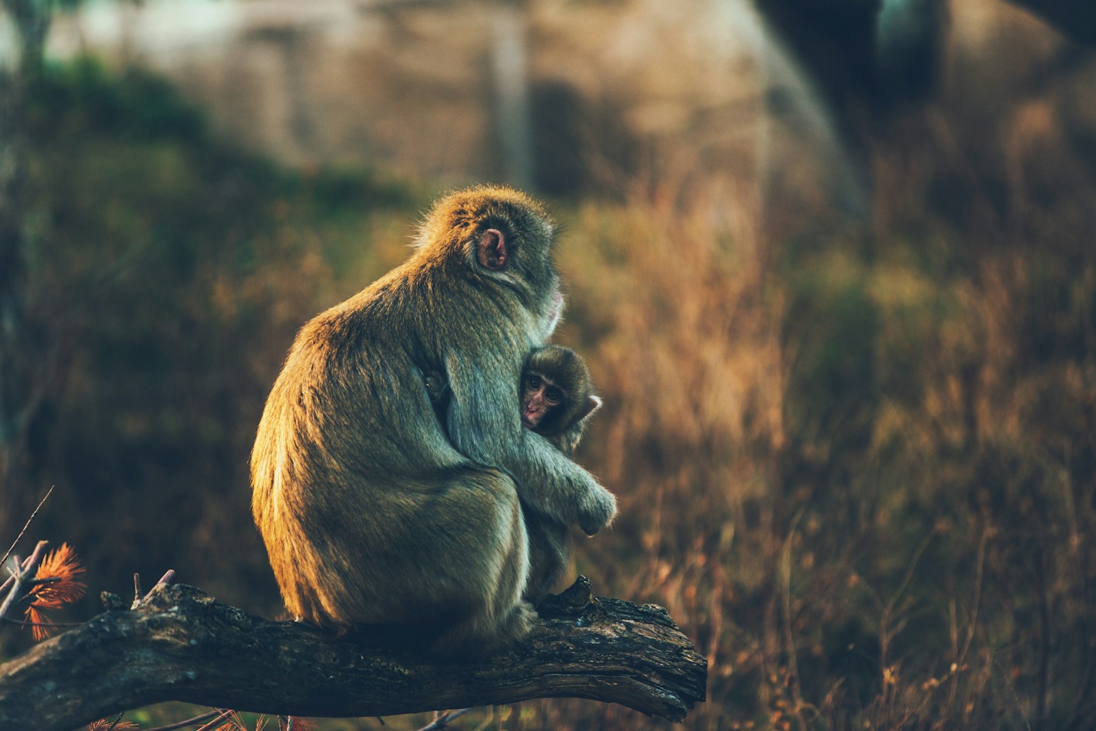 Baboon Ethic: Redefining Conservation for Peaceful Coexistence