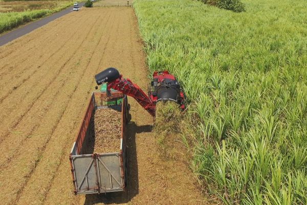 Bonne nouvelle pour la récolte sucrière : le producteur leader Alteo démarre sa campagne avec une forte performance en 2025, tandis que d’autres démarrent en juillet.