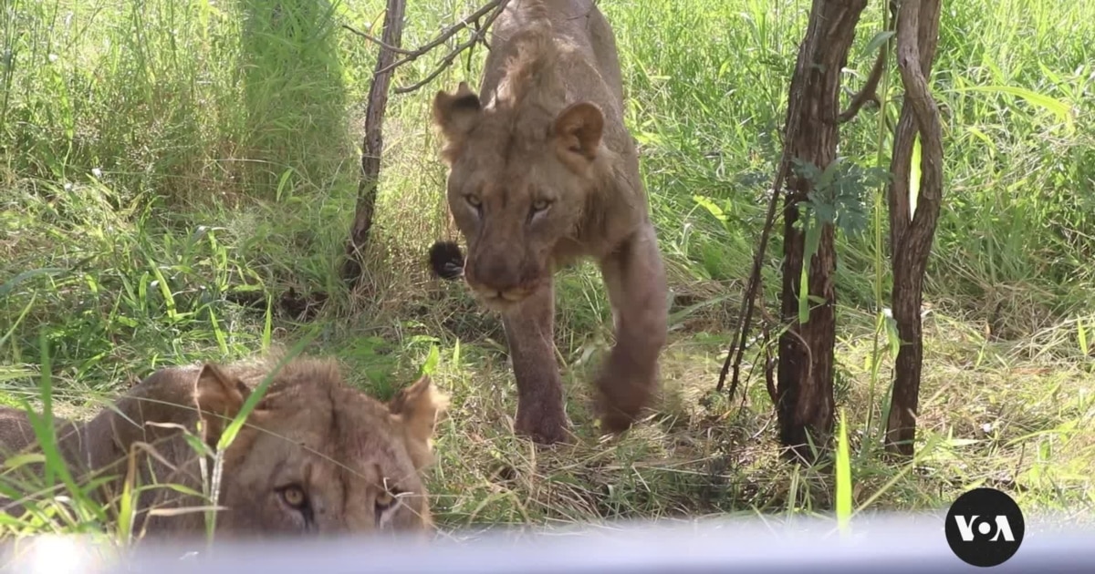 Contrôle des naissances chez les lions au Malawi : 5 mesures audacieuses pour sauver les espèces proies