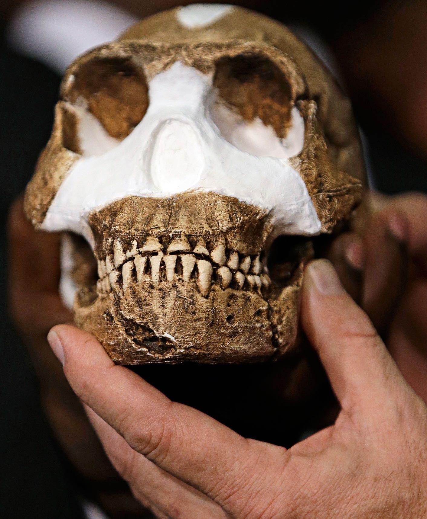 Human Evolution Education: 5 Bold Steps to Future Leaders