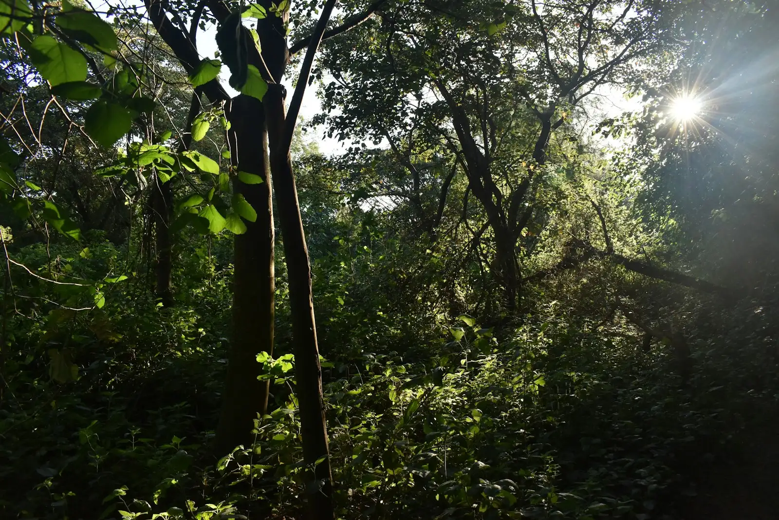 Karura Forest: A Battle Between Nature, Community, and Power