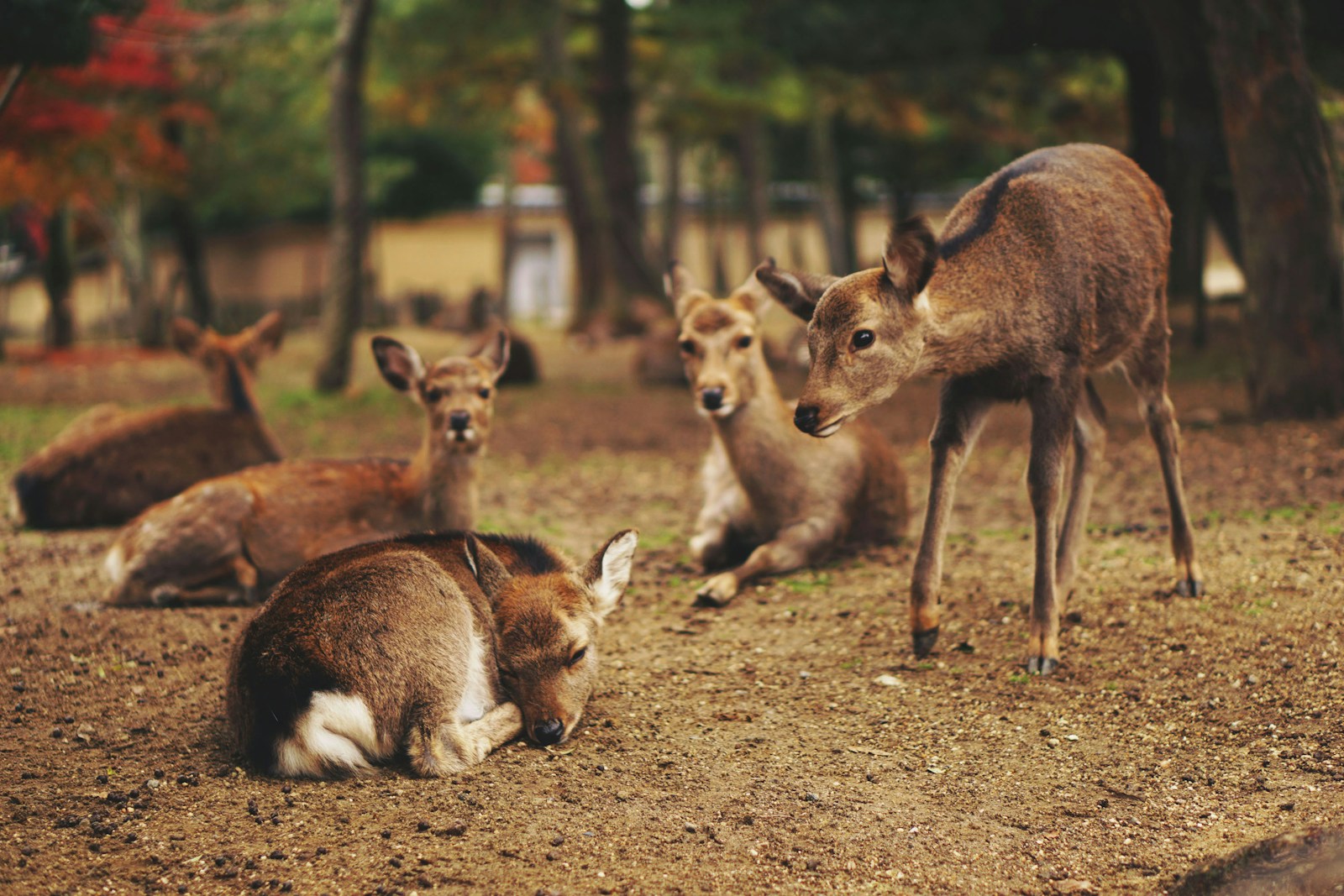 Épidémie à Grand Forks : près de 100 cerfs morts en Colombie-Britannique