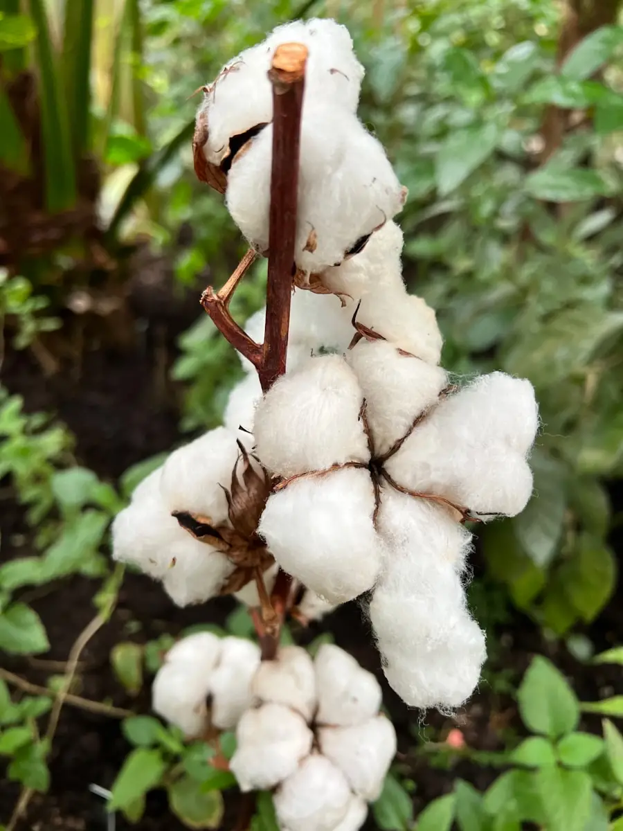 L'accord coton-textile États-Unis/Maurice renforce les liens économiques