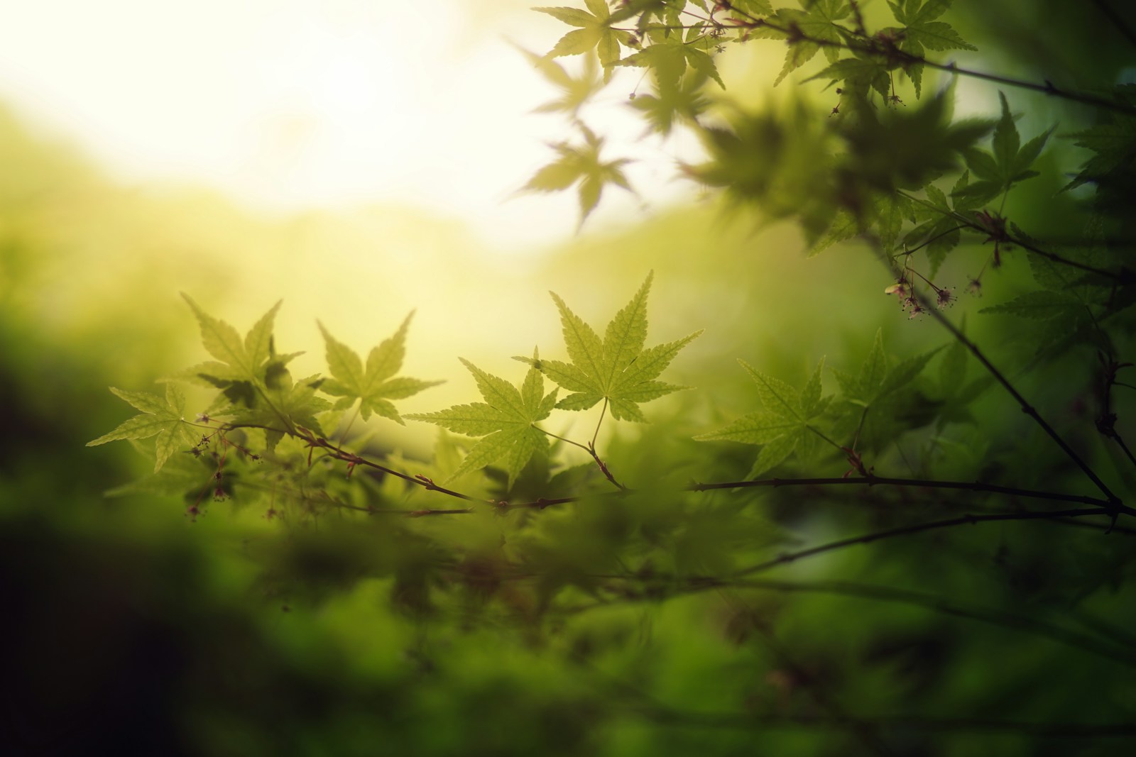 Cannabis Leaves: 10 Powerful Discoveries Changing Health and Industry