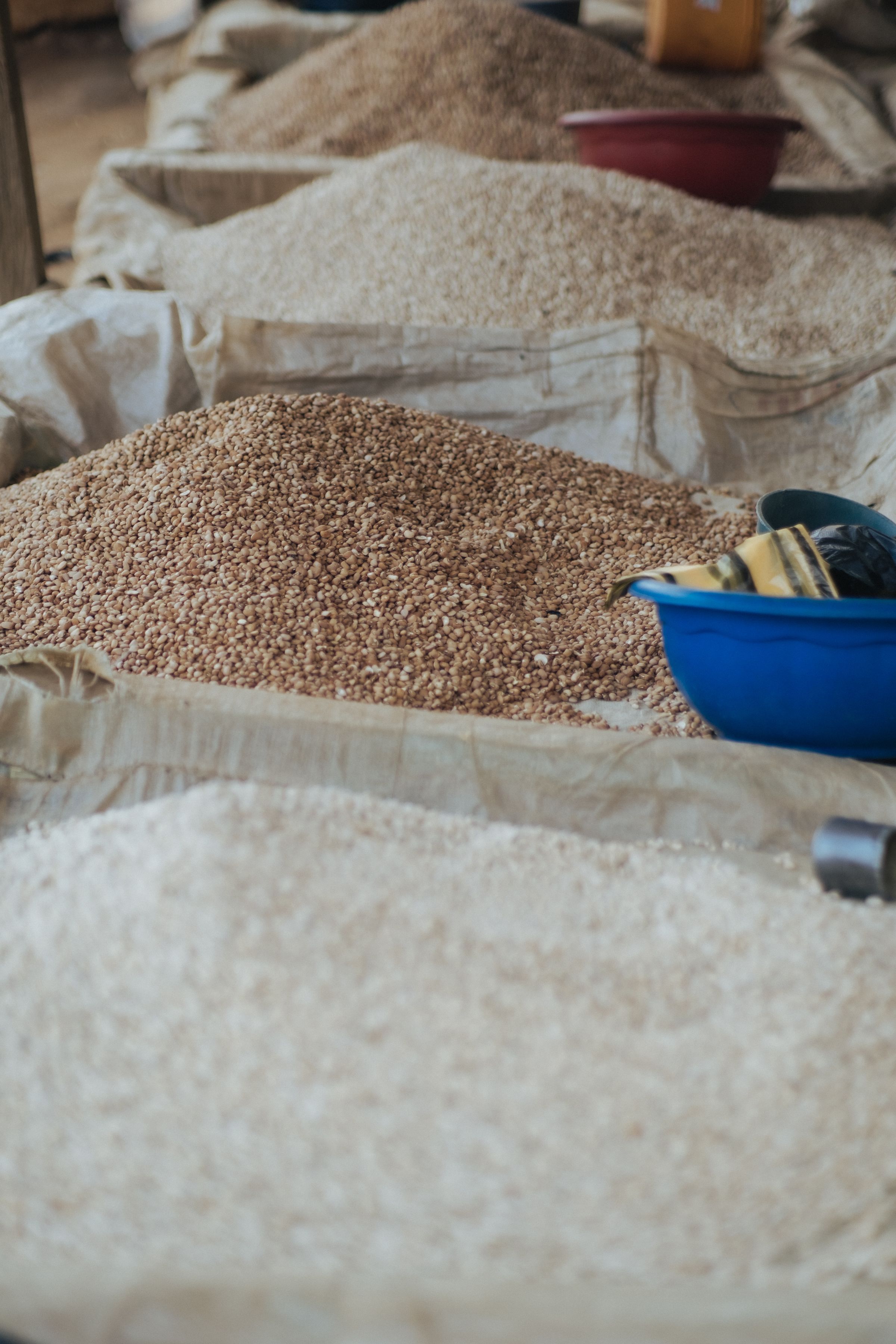 Canola Becomes a Lifeline for Western Cape Farmers