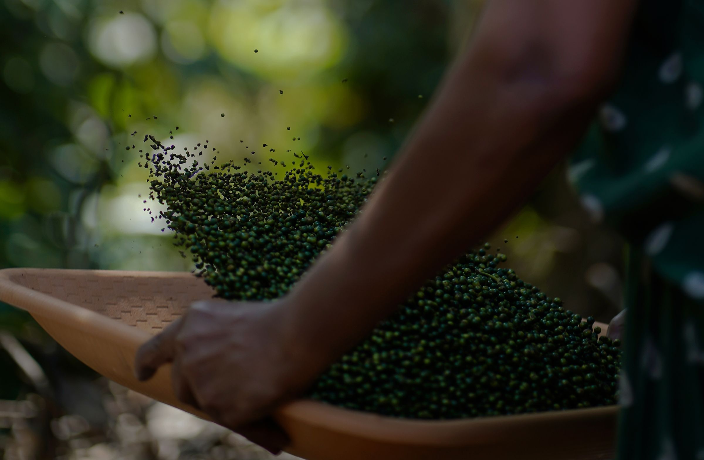 Wild pepper fetches €200 a kilo, but supply is running out