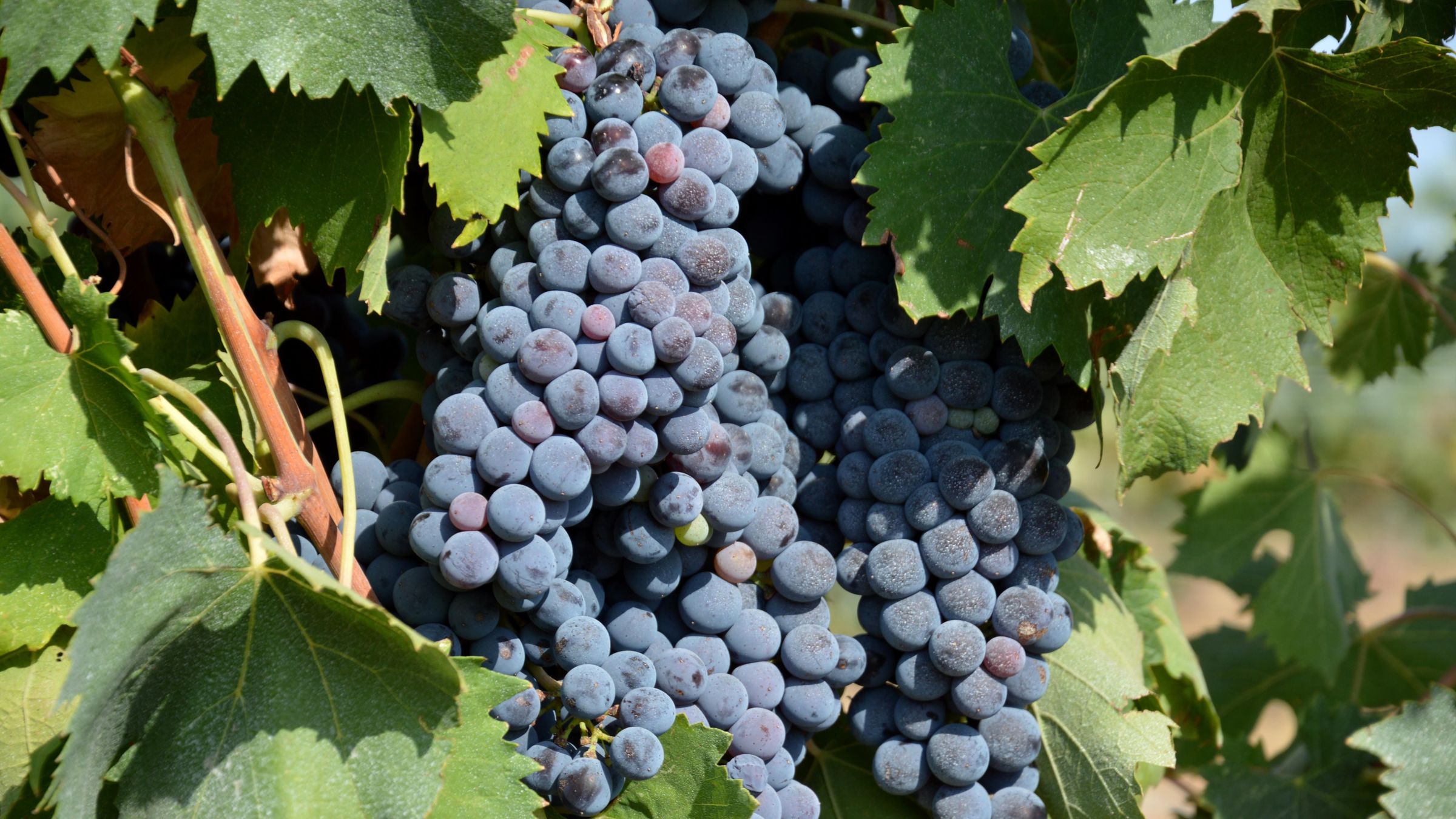 Ma Vigne En Musique : transport gratuit pour tous au final