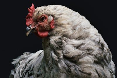 South Africa Poultry Recovery: Stable Supply Expected as Bird Flu Risk Diminishes