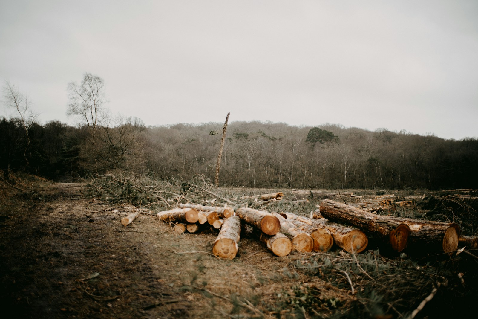 EU Deforestation Regulation 2025: Powerful Positive Impact