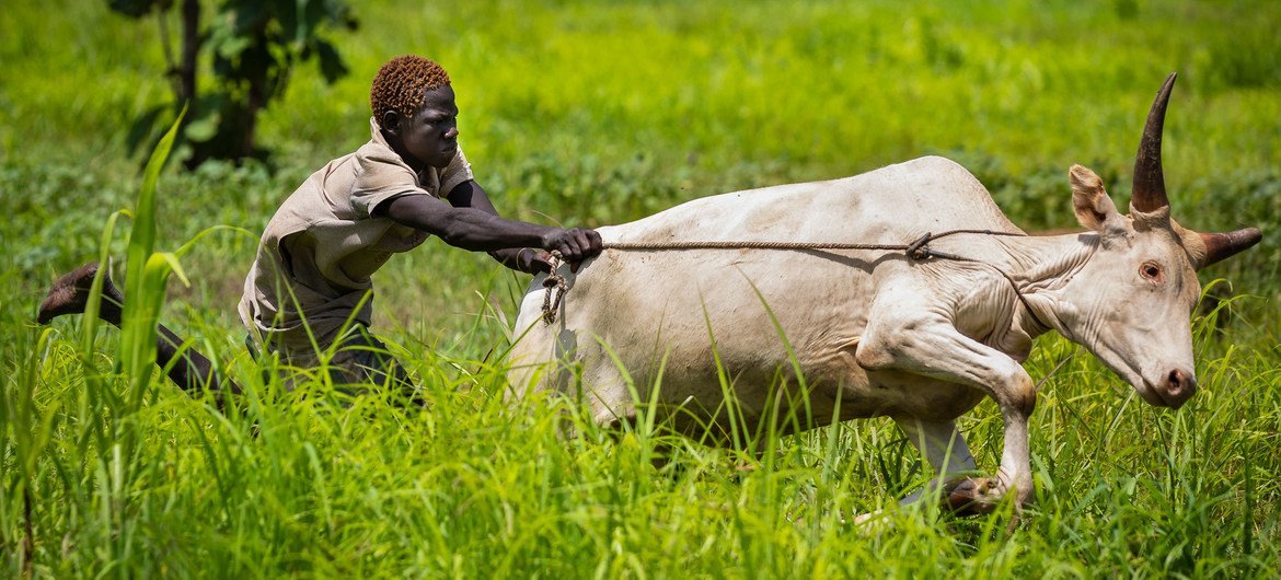 Coopératives au Soudan du Sud : 5 façons inspirantes de bâtir la paix
