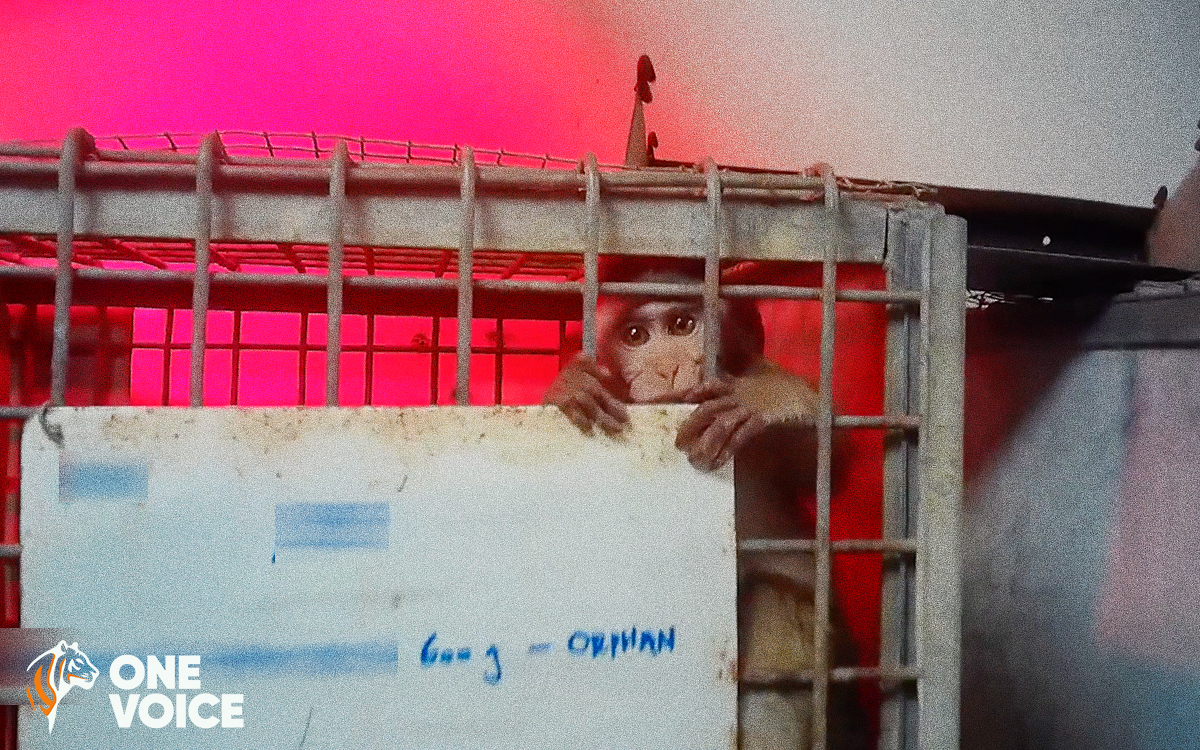 Découvrez la longévité à Maurice grâce à Marie Anne Macaque