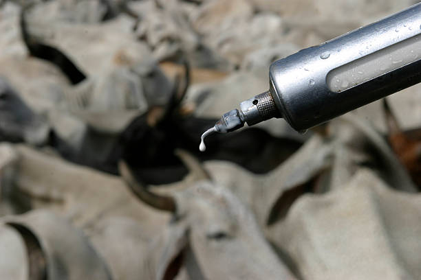 FMD Outbreak: South Africa Imports Emergency Vaccines