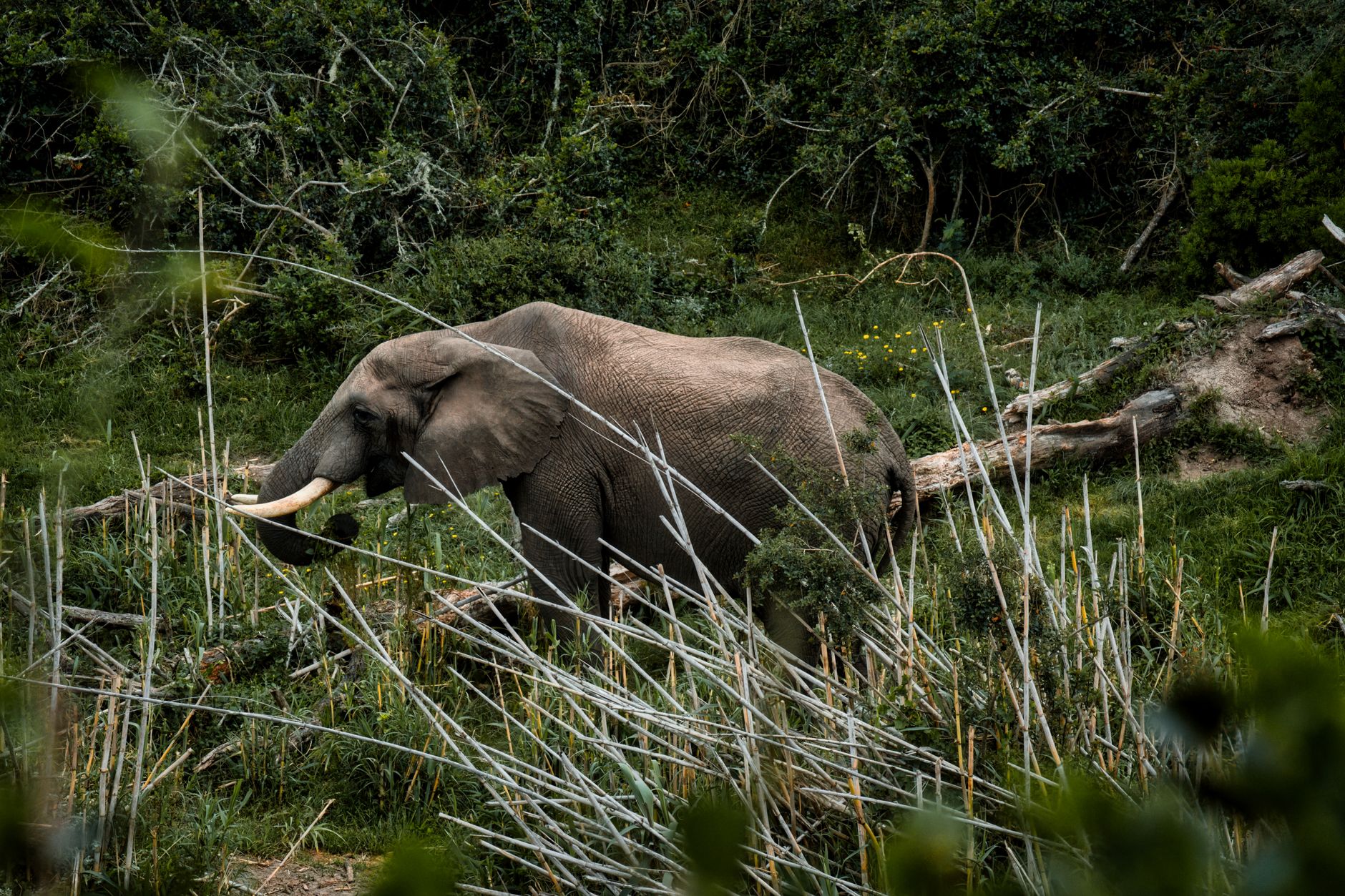 Reserved Land Africa : protéger les ressources naturelles et la biodiversité