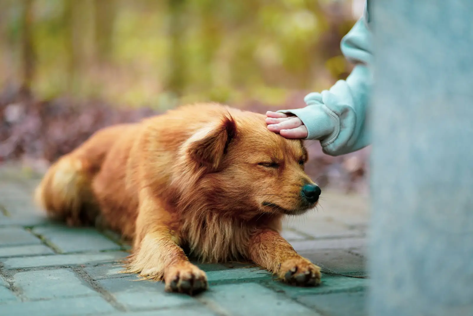 Comment Bella, chienne abandonnée, a retrouvé la santé grâce à un sauvetage