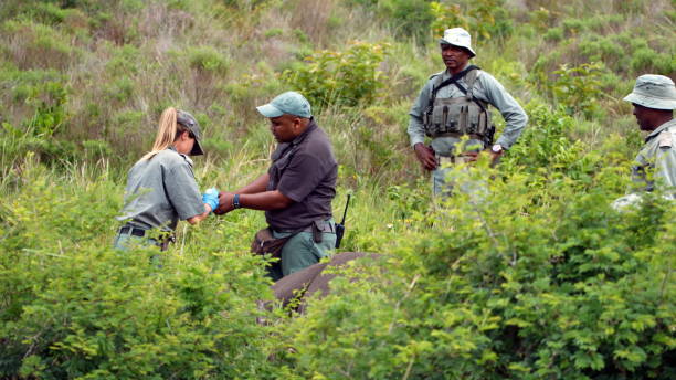 Rhino Horn Seizure in Kruger Park: 15 Arrested in Poaching Crackdown