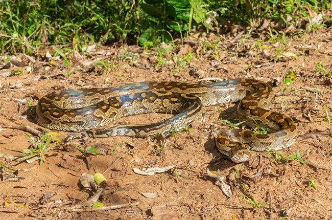 Vidéo virale du python : 3 moments choquants qui ont terrorisé les Sud-Africains