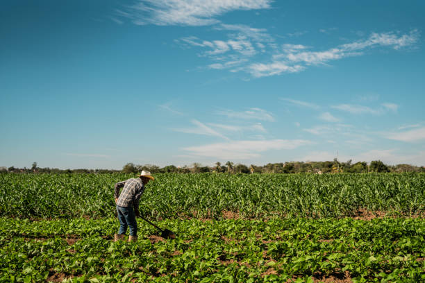 Africa China Agriculture: Strategic Cooperation for Growth