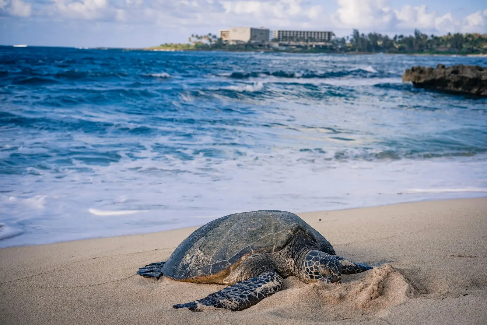 durabilité marine – Protection marine conjointe dans l'océan Indien
