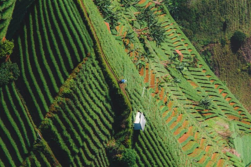 Ethiopia Agricultural Partnerships with Italy and UAE Drive Sustainable Growth and Trade Expansion