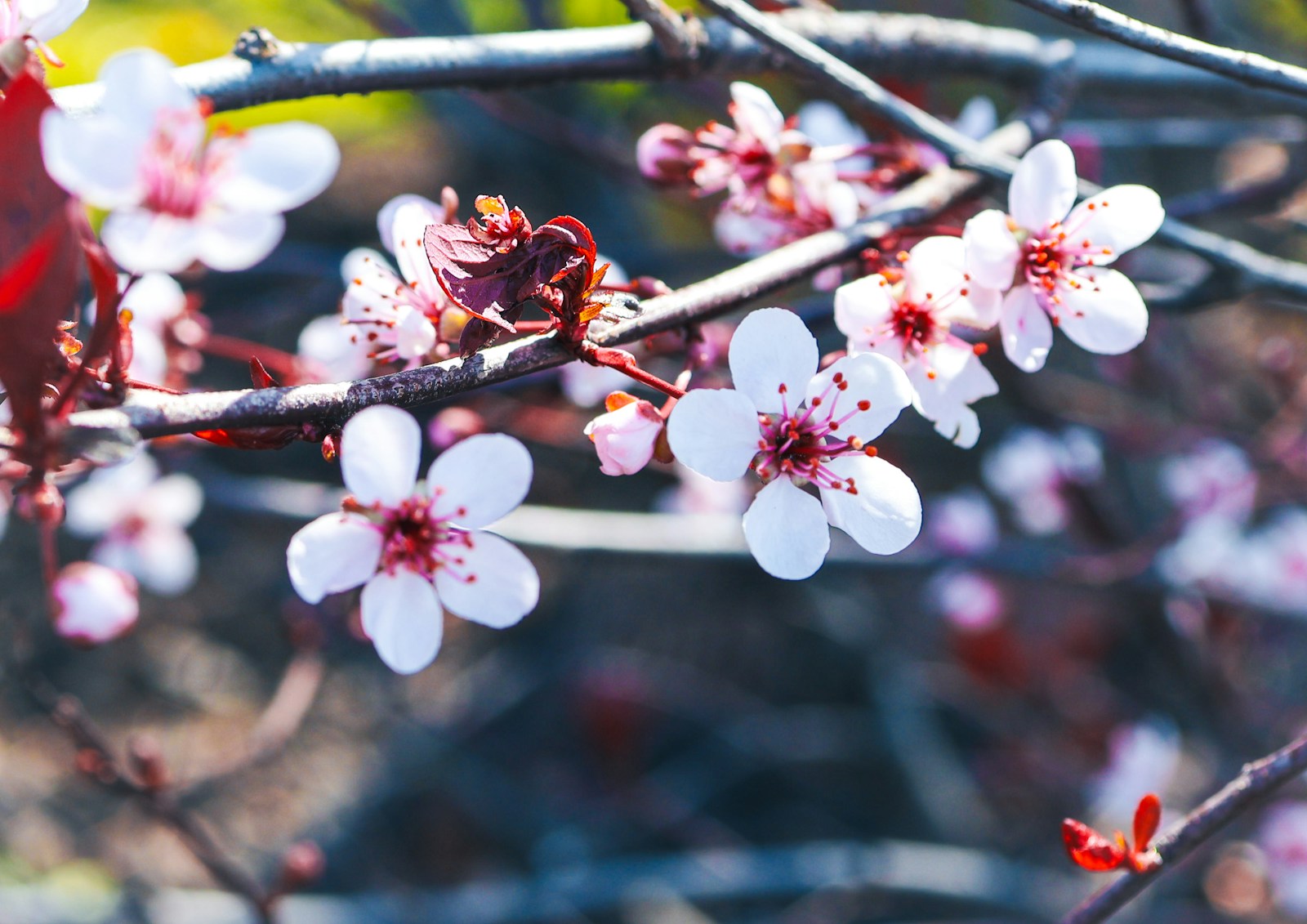 Seasonal Wellness: 5 Powerful Ways to Recharge This Spring