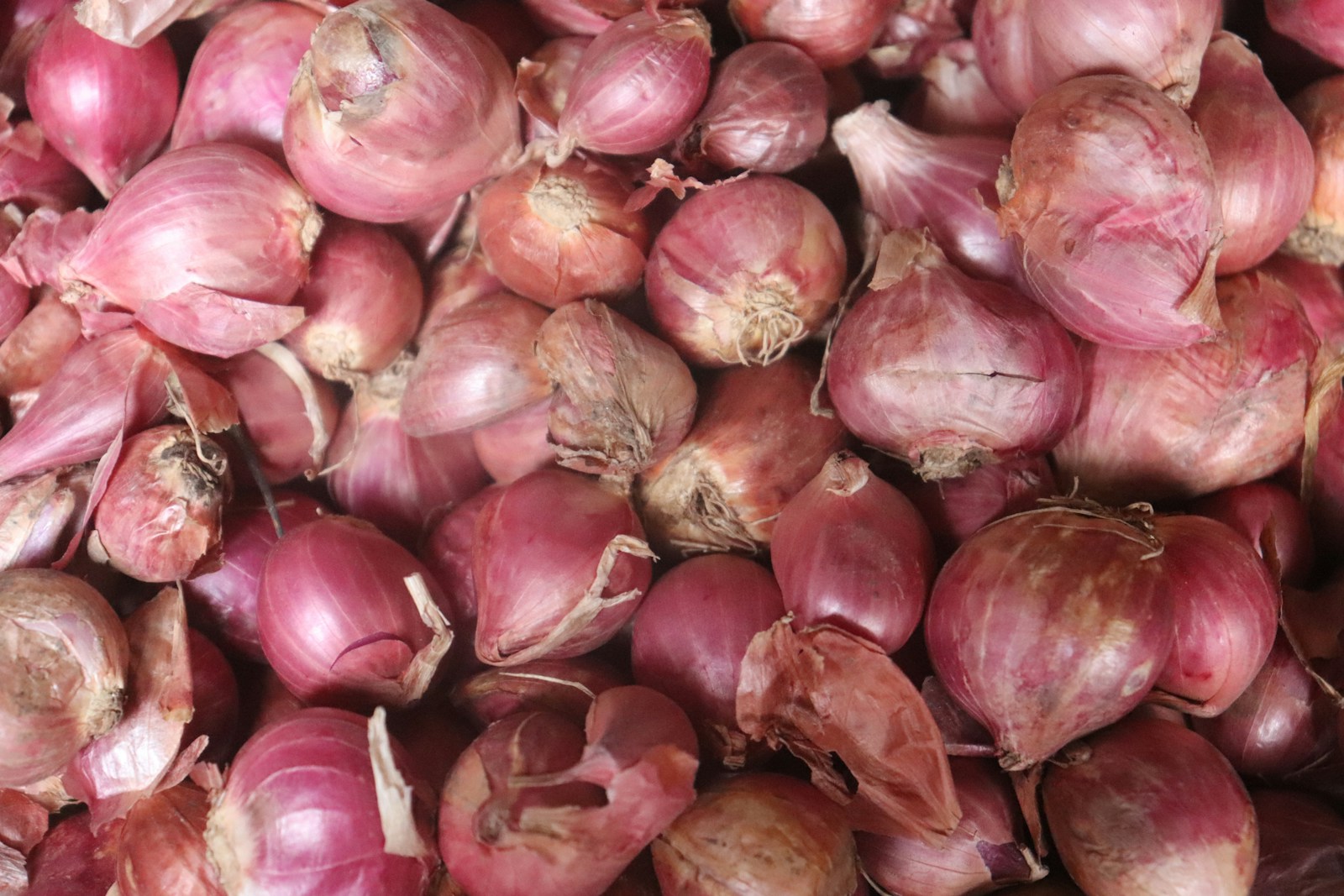 Onion Imports Senegal: 5 Powerful Insights on Rising Local Challenges