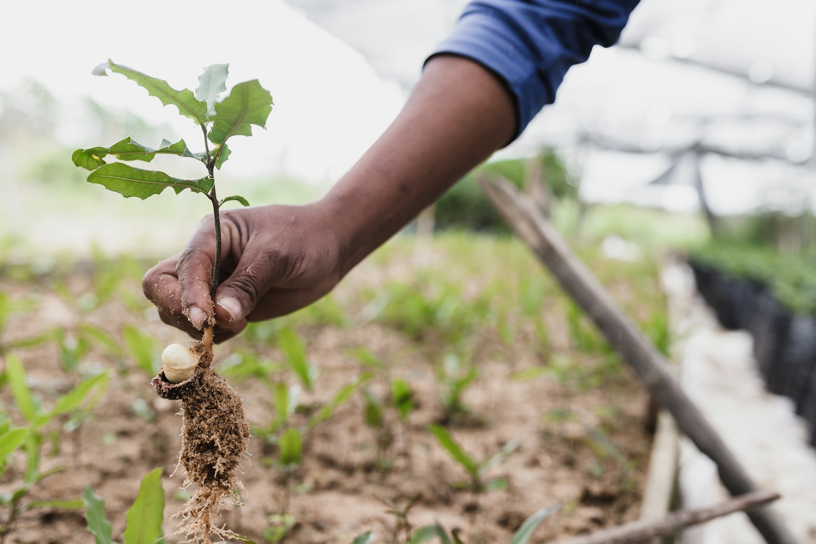 Nigeria’s Cashew Exports Hit $398 Million in H1 2025: A Testament to Agricultural Growth and Economic Diversification