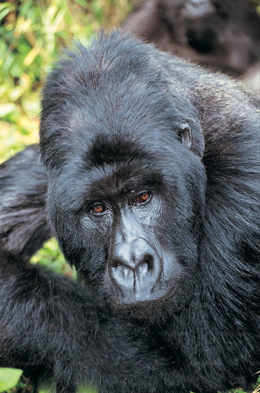 Gorilles de montagne : d'une extinction quasi certaine aux défis d'aujourd'hui