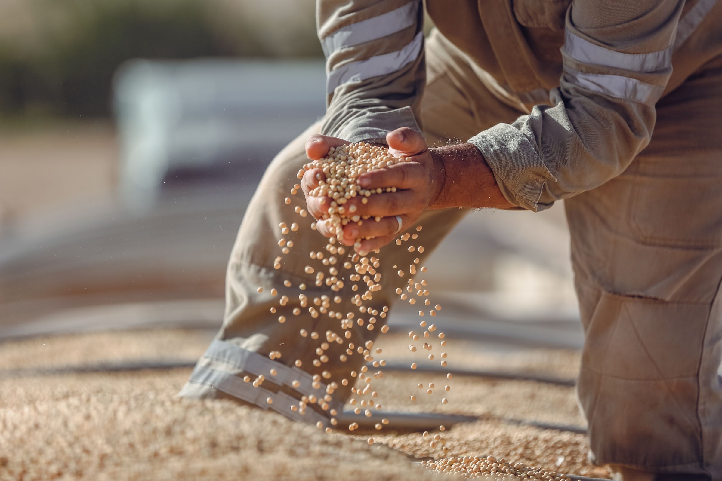 Togo's first shea export of the season lifts factory workers