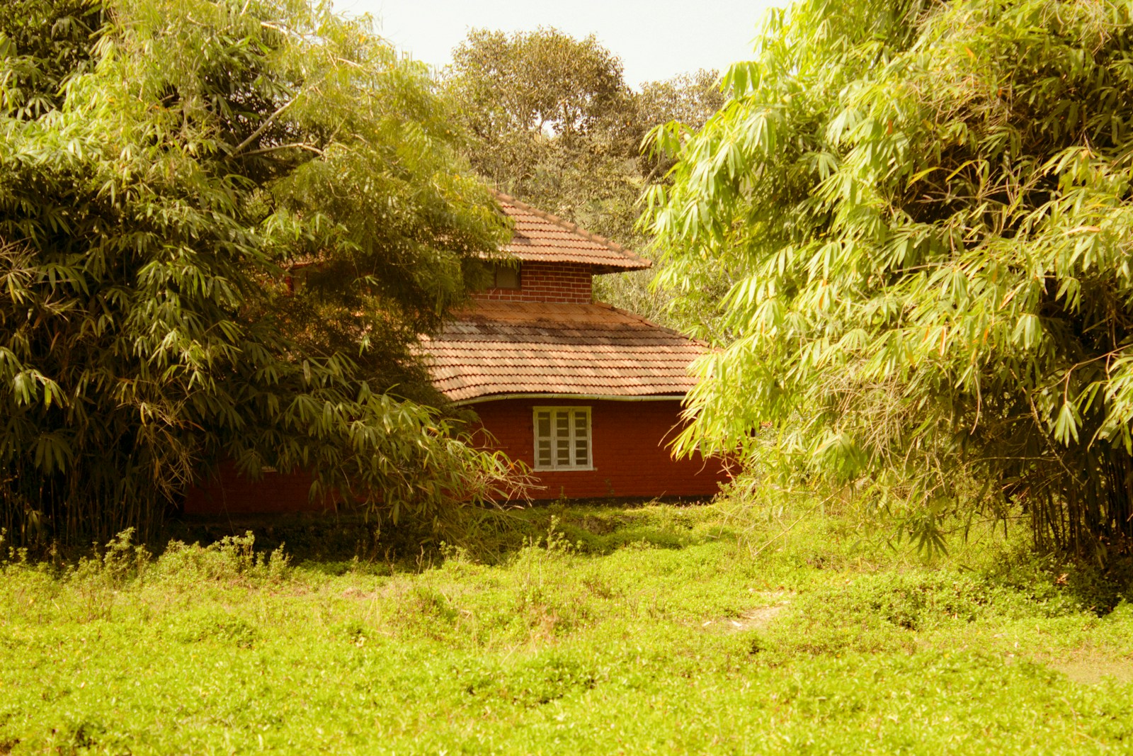 Karura Forest: 7 Shocking Facts About Lost Community Power