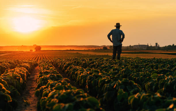 Agriculture Afrique-Chine : un partenariat pour un avenir prospère