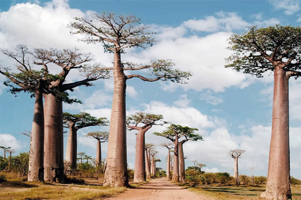 madagascar trees