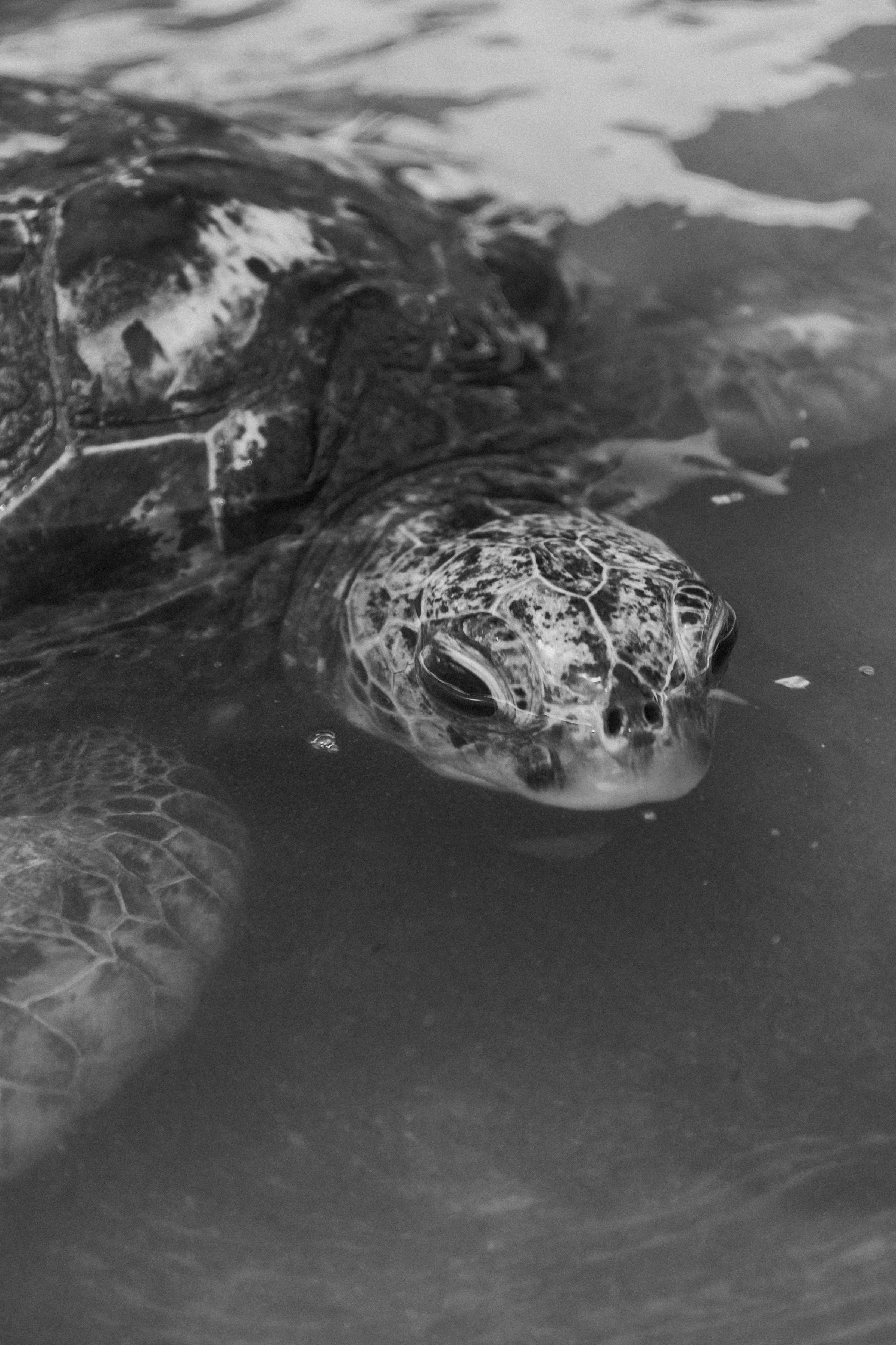 Kélonia : de ferme aquacole à sanctuaire des tortues marines