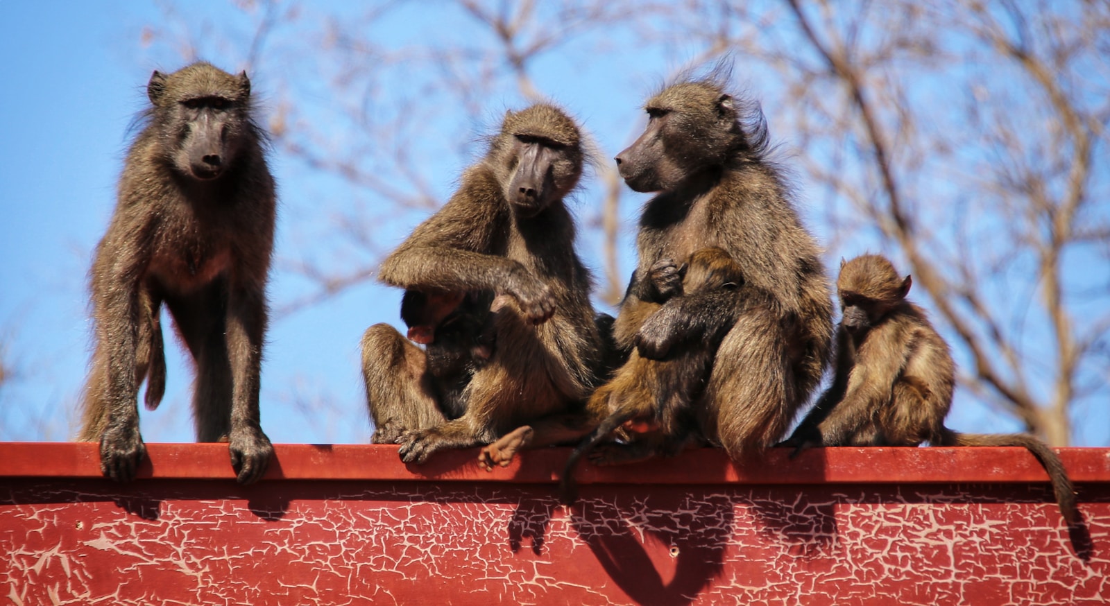 Stowaway Baboons: 5 Shocking Rescue Stories from Ships