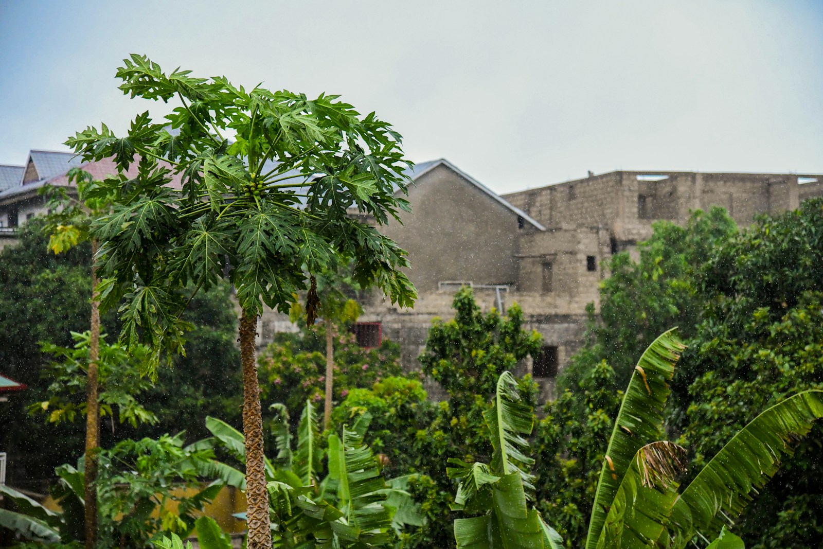 Eastern DRC: A New Peace Proposal for Kinshasa and the M23 – A Path Forward?