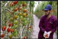 Morocco : Tomato giant Azura going bust or simply subtly restructuring?