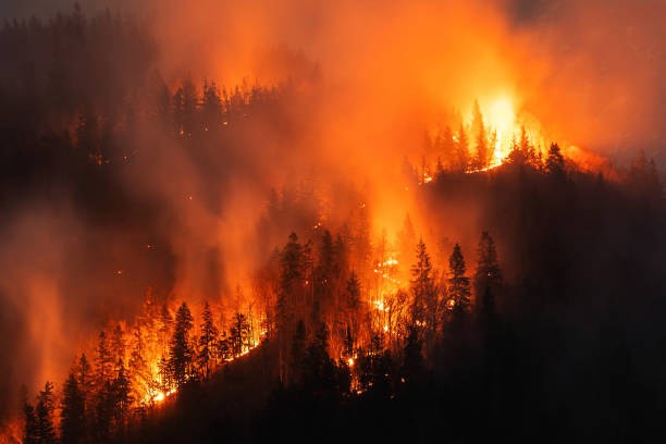 Les incendies du Western Cape menacent vignobles et faune sauvage – l'état d'urgence déclaré