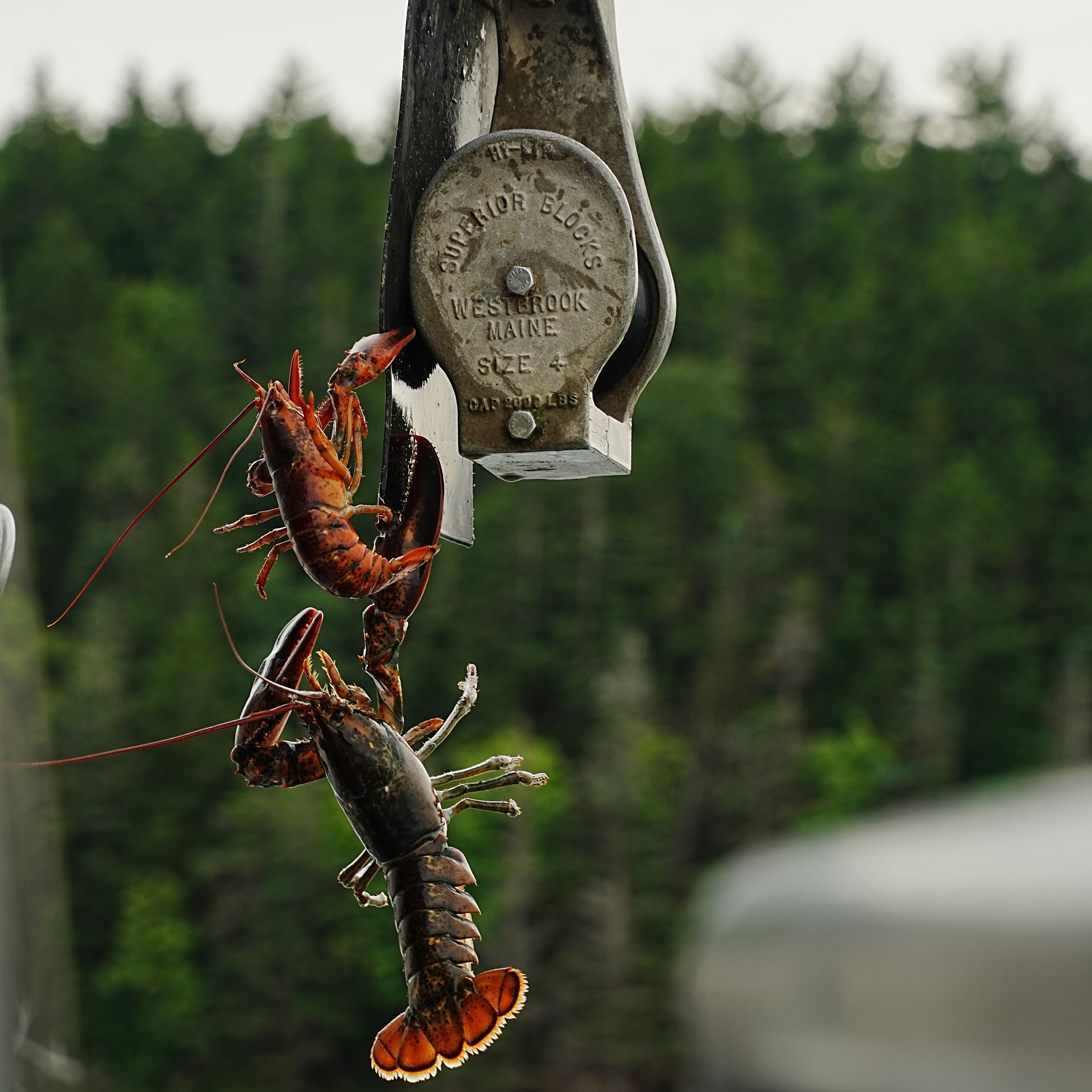 Fuel Costs Surge 45%, Squeezing Maine Lobster Fleets