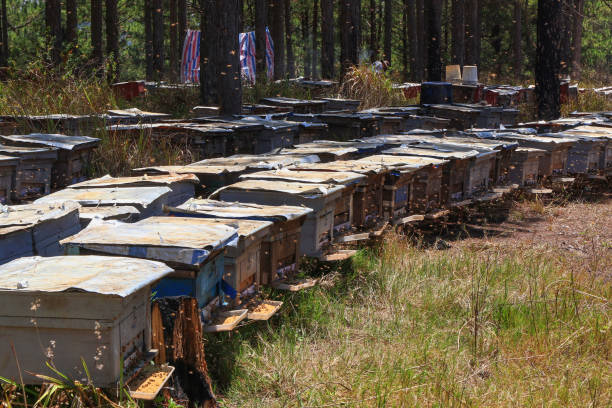 Fermeture de Beeshoek : 9 étapes clés vers la reprise et le renouveau communautaire