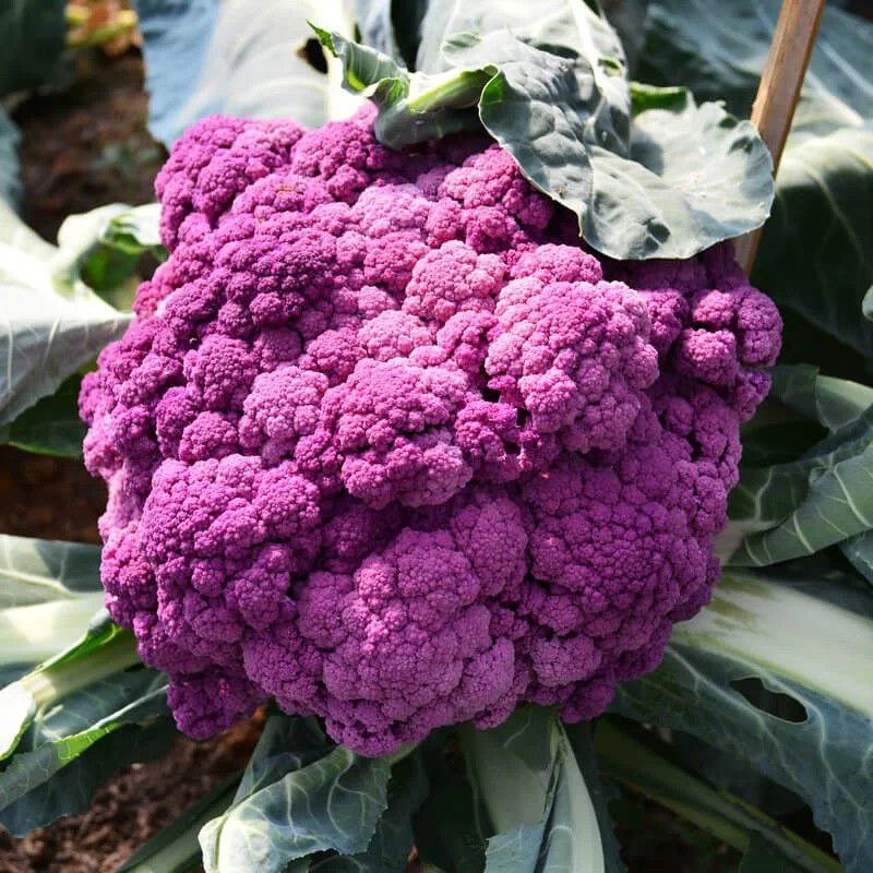 Initiative du chou-fleur nucléaire pour réduire les pesticides et renforcer la sécurité alimentaire