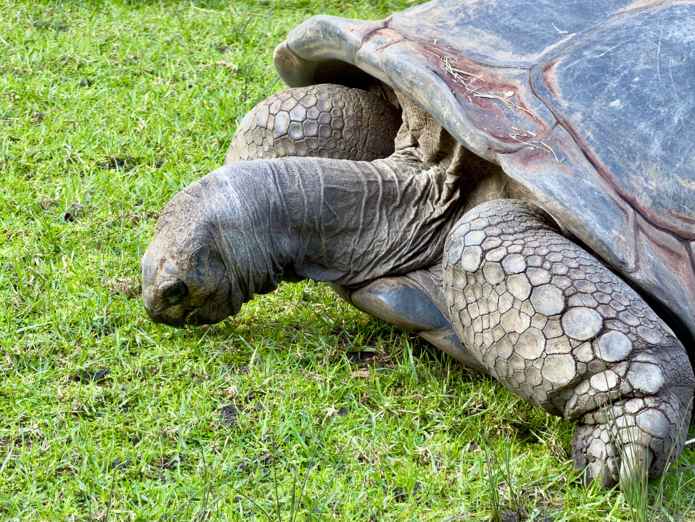 Aldabra : 183 000 tortues géantes, plus que les Seychellois