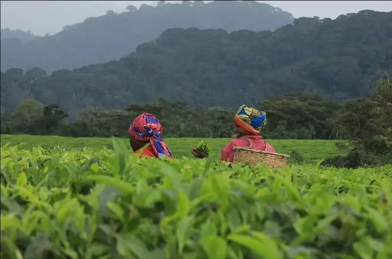 Philippi Village Hub – Des agriculteurs récoltent des légumes dans le cadre du projet d'agriculture urbaine au Cap