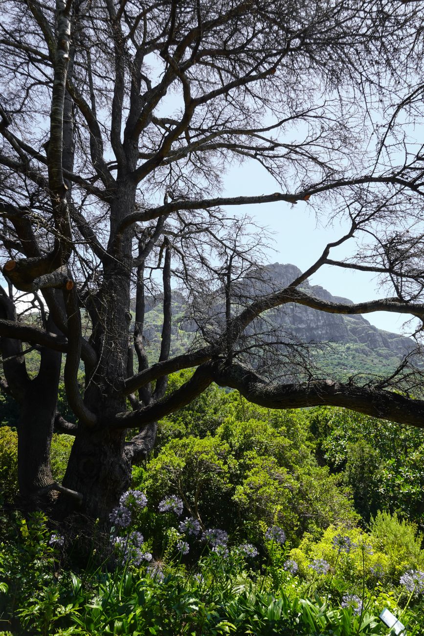 Where to Find Authentic South African Cuisine in the City