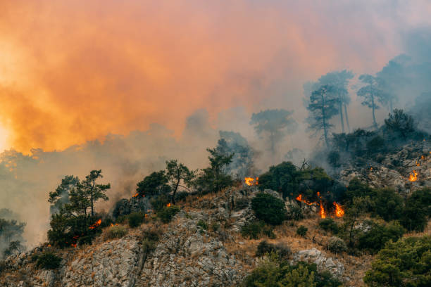 Gqeberha Wildfire Contained Near Woodridge Area
