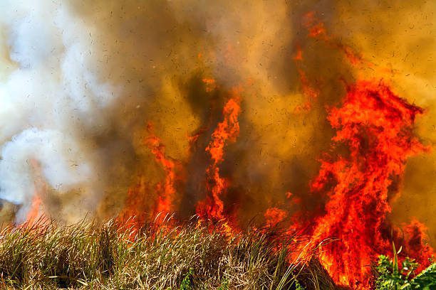 Power Outages Hit Eastern Cape Amid Raging Veld Fires