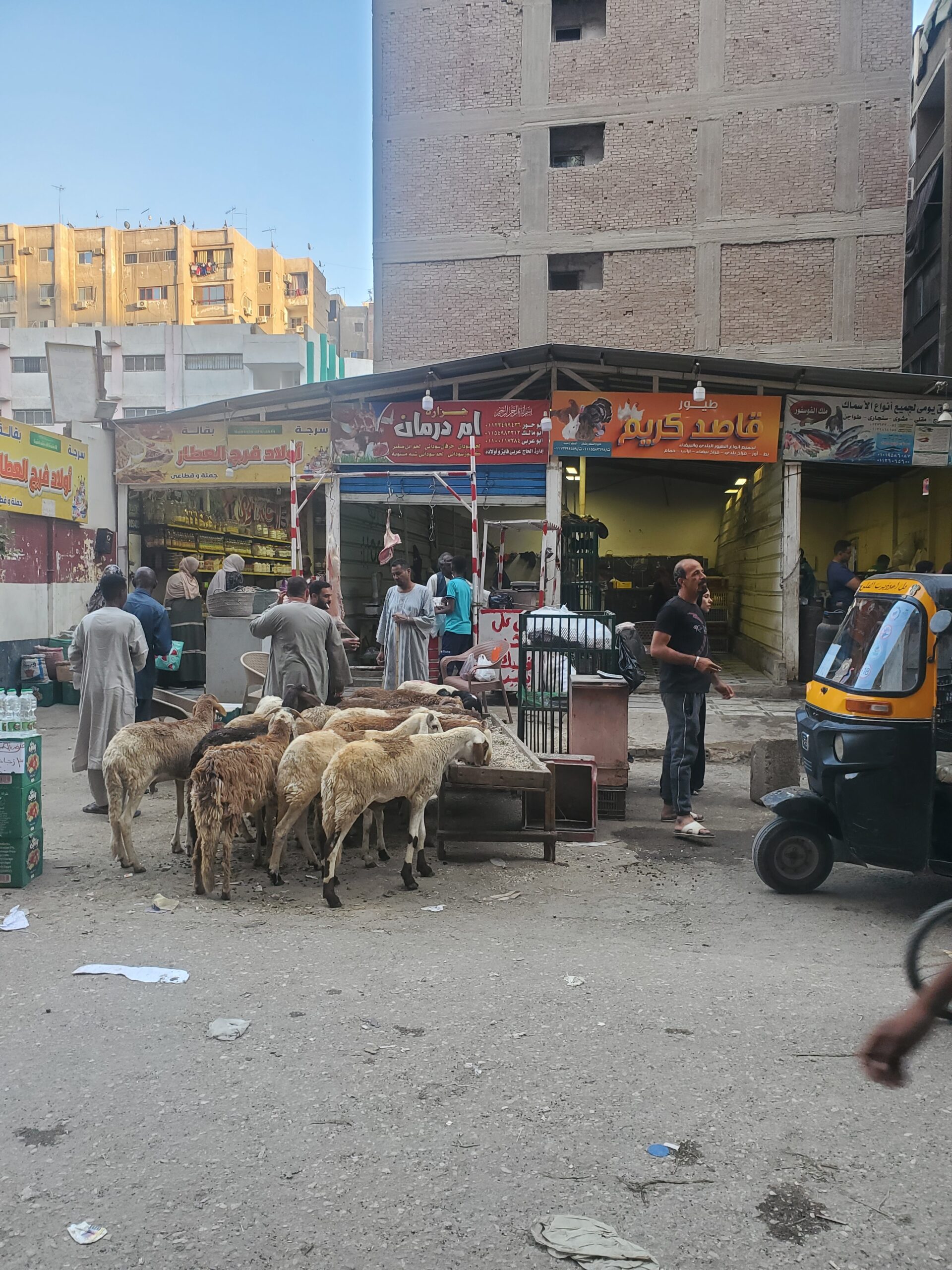 Navigating an Uncertain Environment: Survival Activities of Displaced Sudanese in Egypt