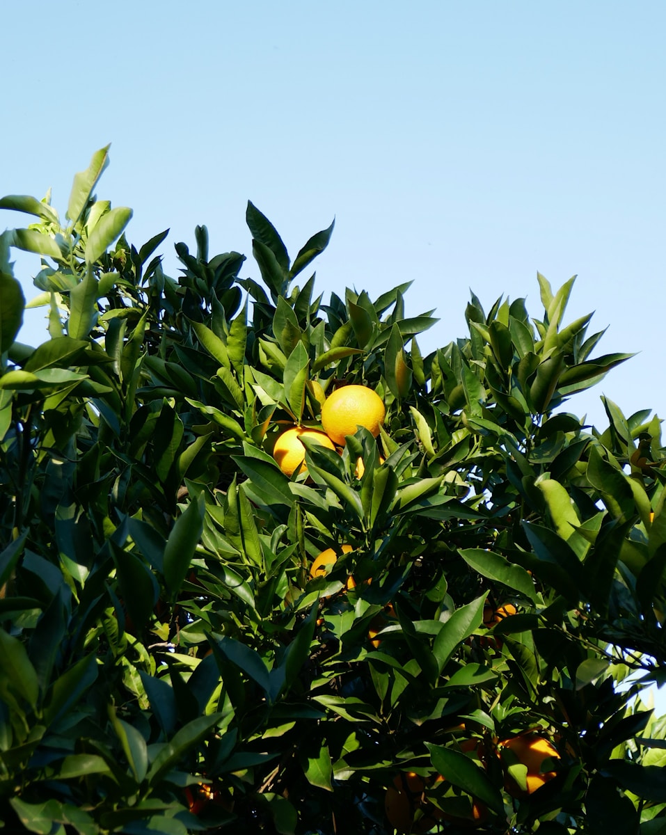 South Africa Citrus Faces 2025 Threat: Alarming US Tariffs Impact