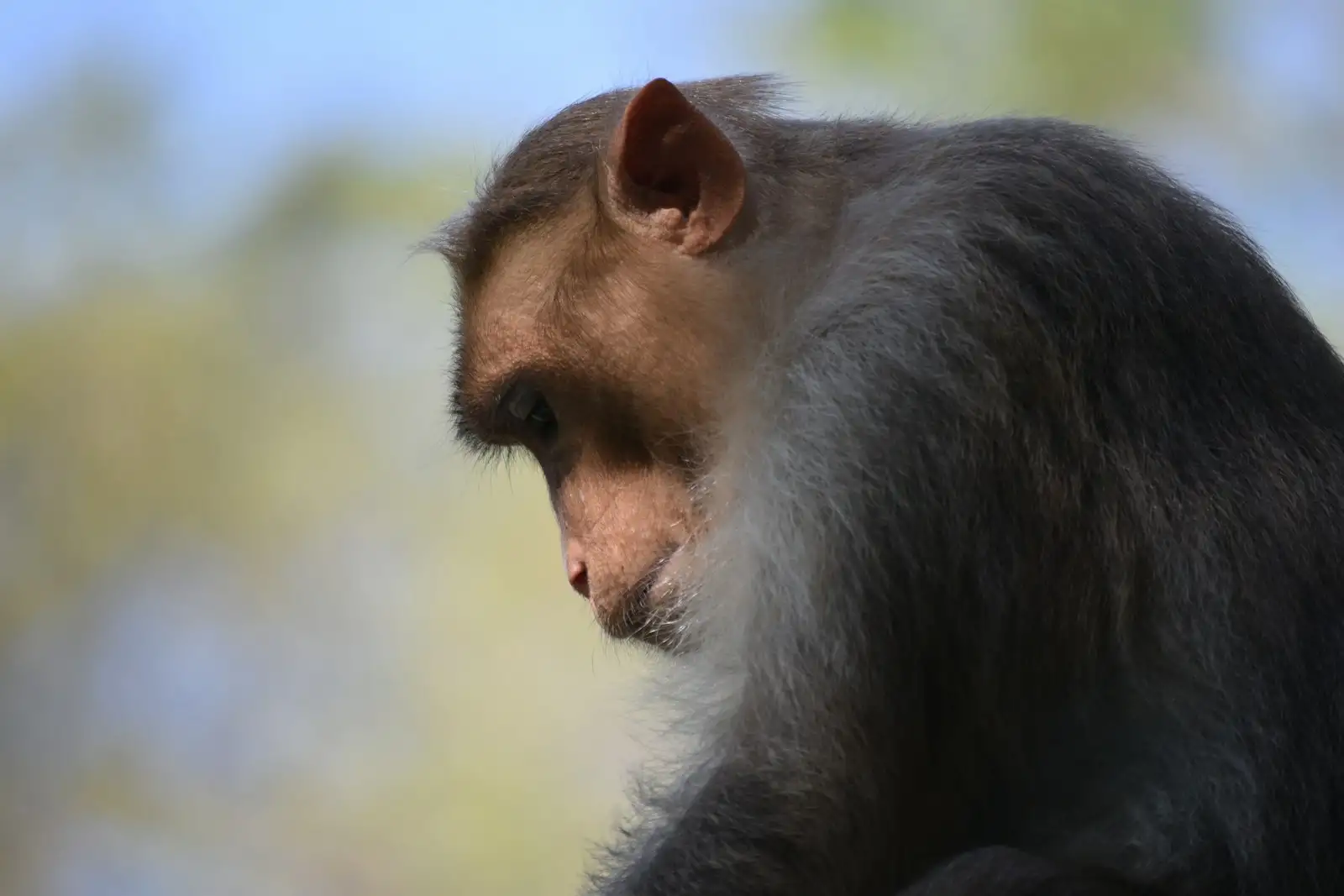 Chimpanzee Alcohol: A Hidden Link to Human Evolution
