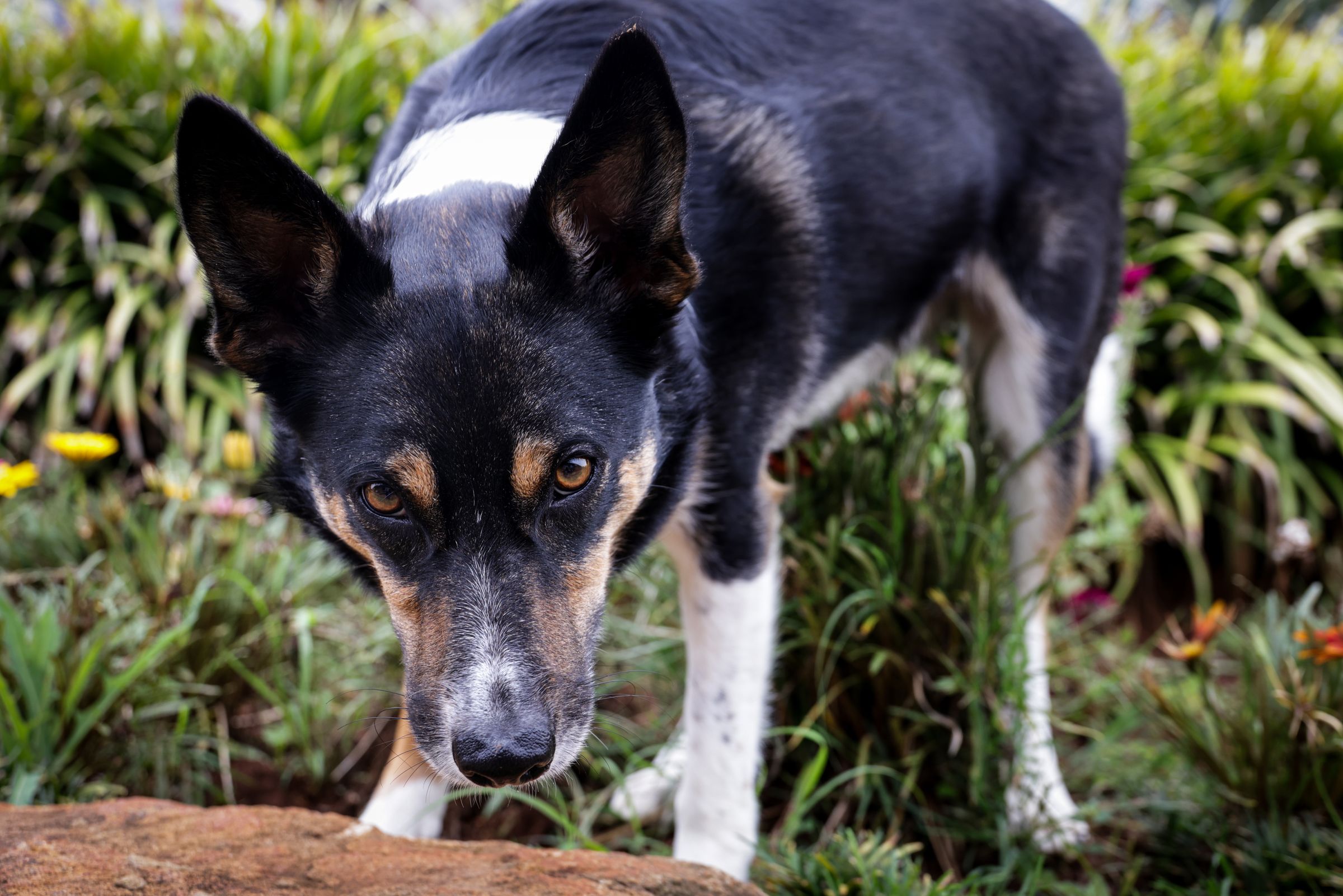 Medical Alert Dog in Training to Aid Cape Town Survivor